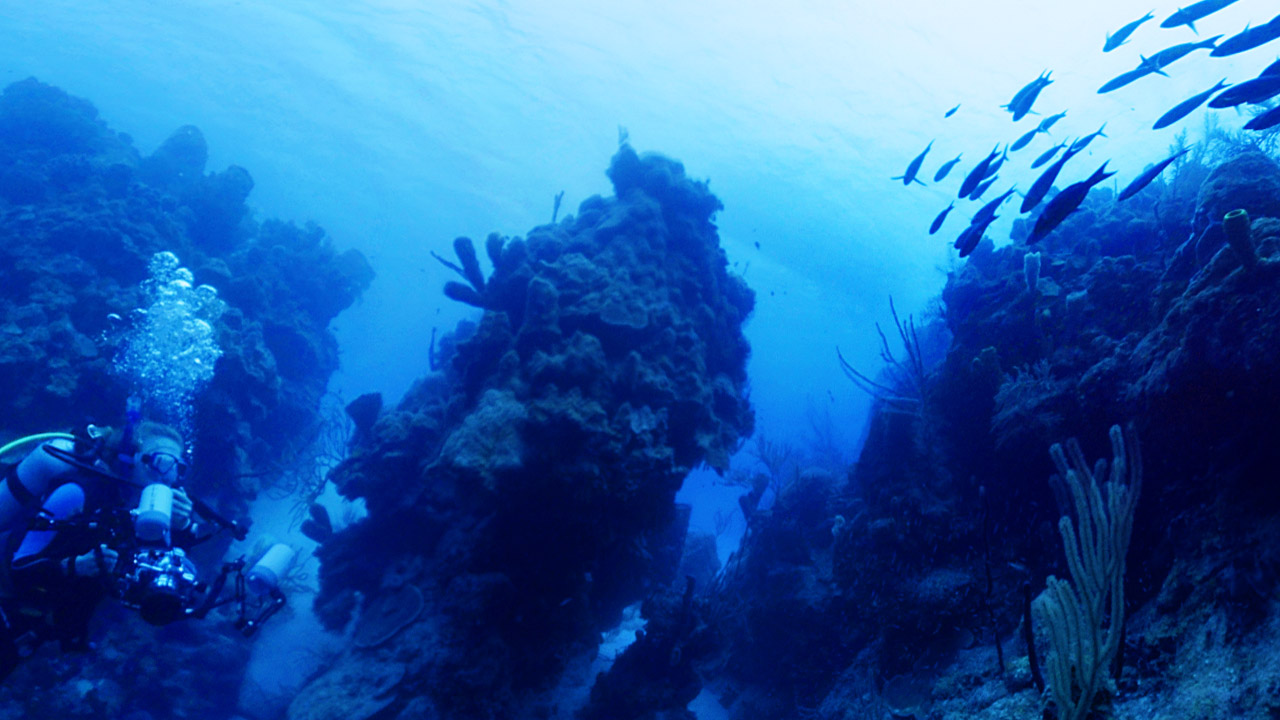 Still from The Reefs of Belize Planetarium Short Film